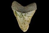 Fossil Megalodon Tooth - Georgia #145459-2
